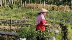Petani Gagal Panen