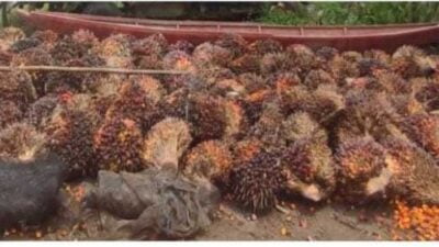 Diduga Curi Buah Sawit, Dua Warga Diamankan Polisi