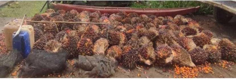 Buah sawit yang diamankan di Polsek Sanga Desa, dijepret, Rabu (25/1/2023). (heri)