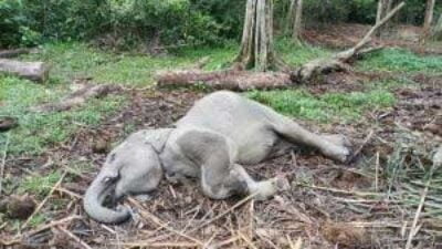 Gajah yang ditemukan mati. (riau.go.id)