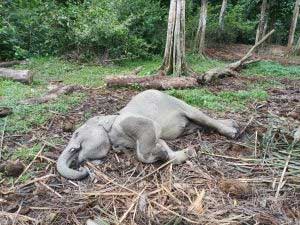 Gajah yang ditemukan mati. (riau.go.id)