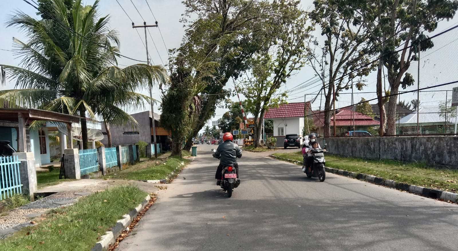 pohon pelindung