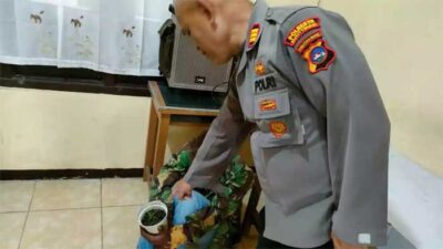 Tanam Ganja di Tilatang Kamang, Residivis Dibekuk Polisi