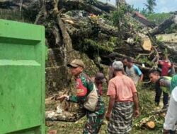 Pohon Berusia Ratusan Tahun di Nusa Penida Tumbang 3 Pohon Berusia Ratusan Tahun di Nusa Penida Tumbang
