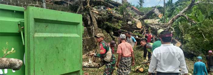 EVAKUASI-Petugas bersama warga evakuasi pohon tumbang di di Pura Puseh, Desa Adat Dwi Kukuh Lestari, Dusun Penangkidan, Kecamatan Nusa Penida, Kabupaten Klungkung, Senin (20/2/2023). (ist)