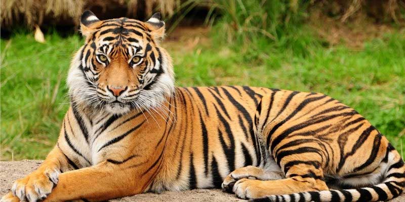 Harimau Sumatera