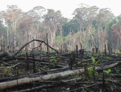 Ratusan Hektare Hutan Bukit Betabuh Dikuasai Cukong 9 Ratusan Hektare Hutan Bukit Betabuh Dikuasai Cukong