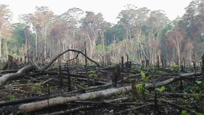 Ilustrasi kerusakan hutan