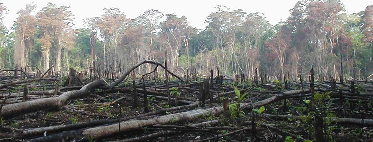 Ilustrasi kerusakan hutan