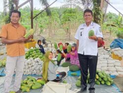 Kabar Gembira dari Kuansing, Petani di Desa Simpang Raya Hasilkan 60 Ton Pepaya California per Minggu