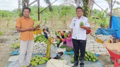 Kabar Gembira dari Kuansing, Petani di Desa Simpang Raya Hasilkan 60 Ton Pepaya California per Minggu
