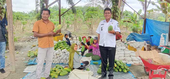 Kepala desa dan petani usai panen pepaya di Desa Simpang Raya