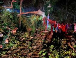 Tertimpa Pohon Tumbang, Satu Mobil di Maninjau Ringsek