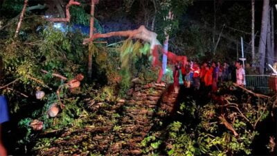 EVAKUASI-Petugas mengevakuasi pohon tumbang di Nagari Maninjau, Agam, Senin (27/3/2023) dinihari. (ist)