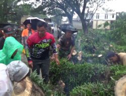 Pohon Tumbang, Lalu Lintas Sumbar-Bungo Sempat Tersendat