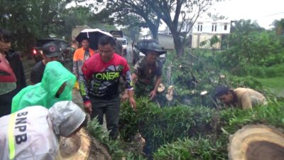 Pohon Tumbang, Lalu Lintas Sumbar-Bungo Sempat Tersendat