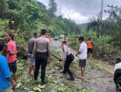 Lalu Lintas Padang-Bungo Sempat Terhalang Pohon Tumbang