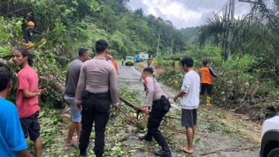 EVAKUASI-Petugas dan warga evakuasi pohon tumbang di Km 10 Sialang, Kecamatan Pulau Punjung, Kabupaten Dharmasraya, Sumtera Barat, Rabu (8/3/2023). (eko)