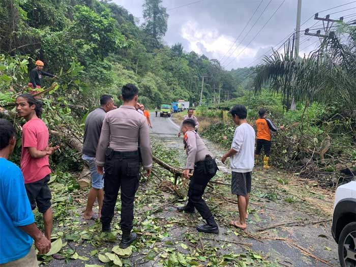 EVAKUASI-Petugas dan warga evakuasi pohon tumbang di Km 10 Sialang, Kecamatan Pulau Punjung, Kabupaten Dharmasraya, Sumtera Barat, Rabu (8/3/2023). (eko)