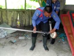 Warga Kaget Ada Ular, Anggota Damkar Dhamasraya Meluncur ke TKP