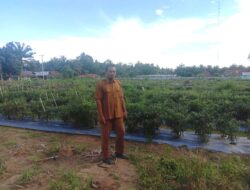Pemerintah Desa Sukaraja Manfaatkan Dana Desa untuk Budidaya Cabai