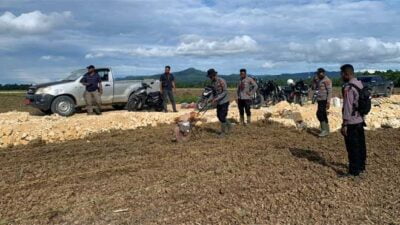 Penanaman jagung di lahan food estate