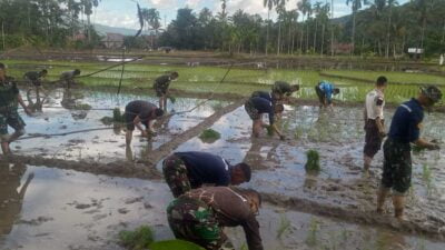 Peserta Latsitardanus tanam padi di sawah masyarakat di Jorong Tanjung Alai