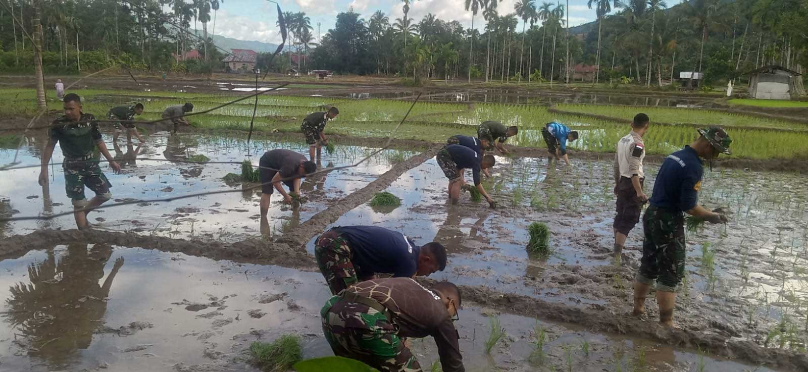 Peserta Latsitardanus tanam padi di sawah masyarakat di Jorong Tanjung Alai