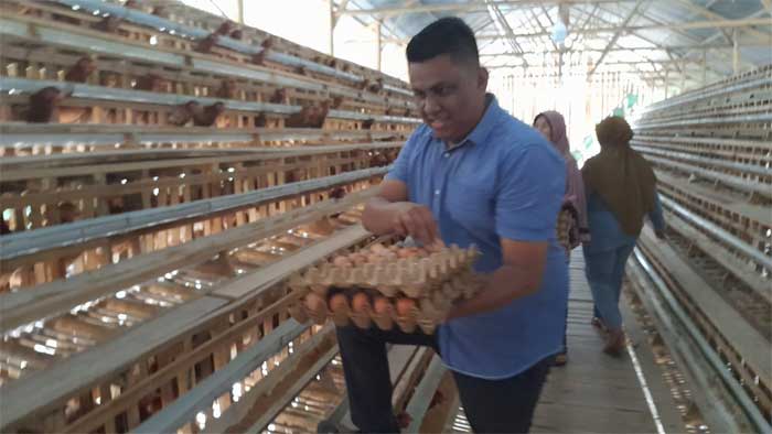 Peternak kumpulkan telur di kandang ayam