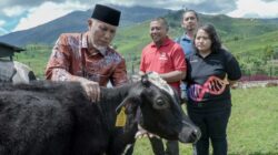 Gubernur tinjau peternakan sapi di Kabupaten Solok