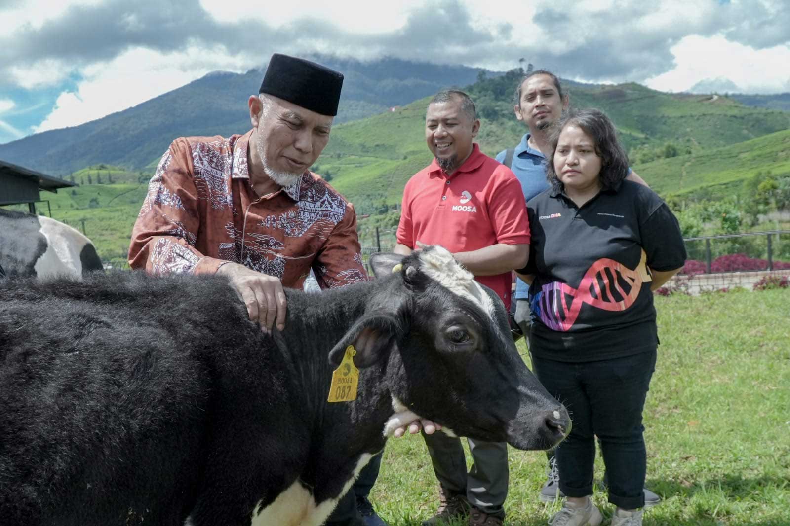 Gubernur tinjau peternakan sapi di Kabupaten Solok