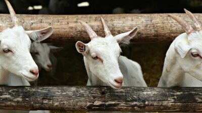 Kurban di Padang Panjang: Sapi 320, Kambing 12