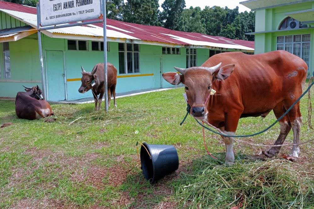 Hewan kurban di Pekanbaru. (riau.go.id)