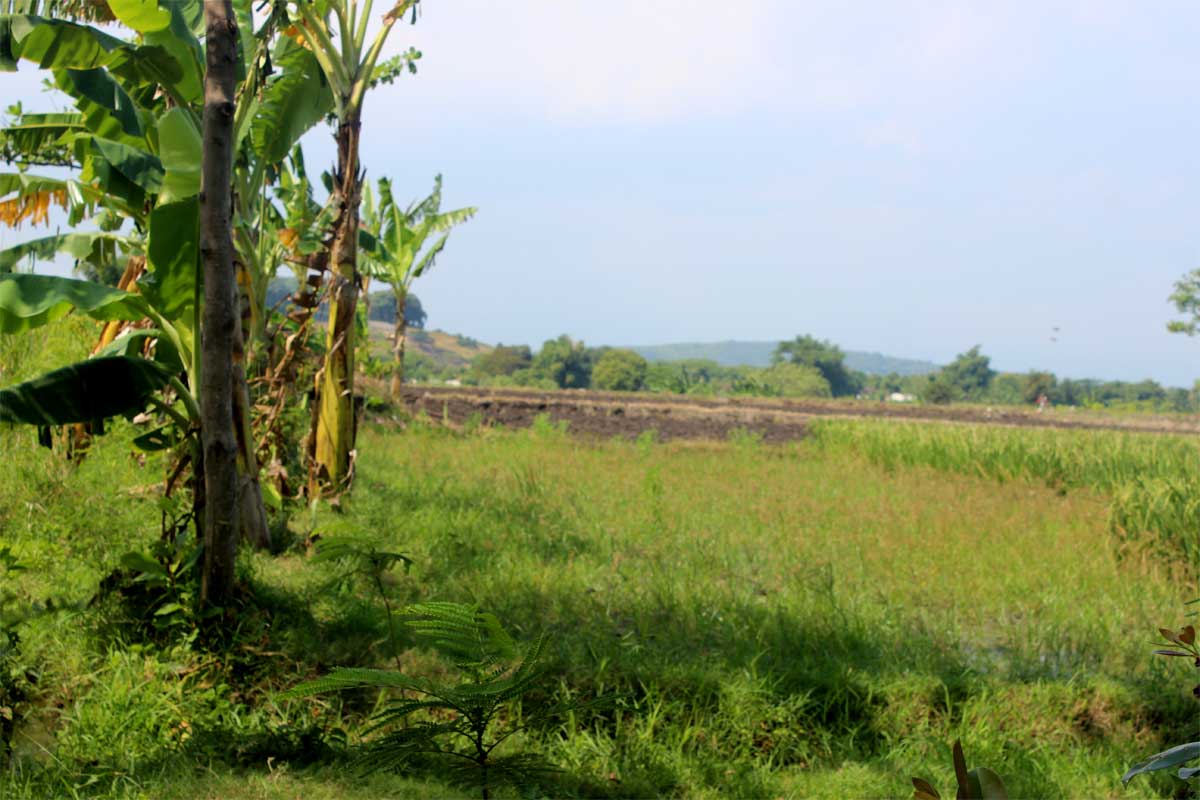 Suasana alam di pedesaan. (wikimedia)