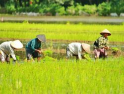 Alangkah Borosnya Negeri Ini, Urusan Pangan Saja Ditangani Tiga Lembaga