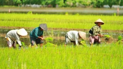 Siapa Saja yang Jadi Petani di Indonesia, Simak Faktanya