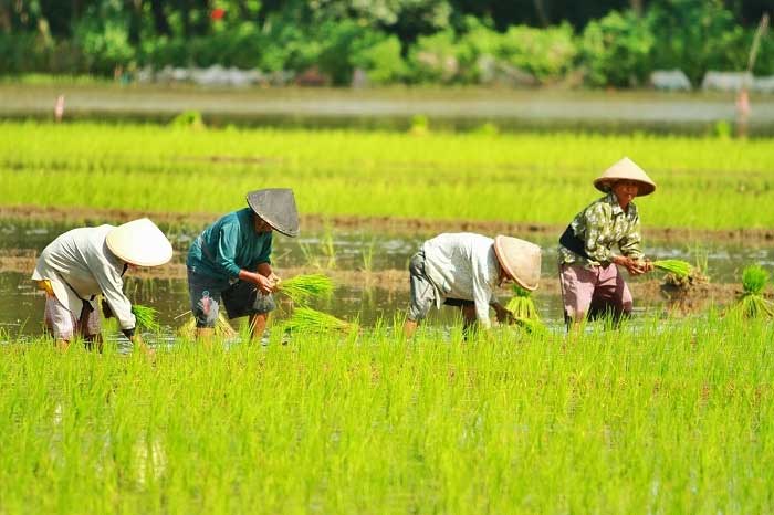 Petani yang bekerja di sawah. (lentera desa)