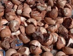 Berkah untuk Petani, Harga Pinang Kering dan Kelapa di Kuansing Naik