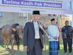 Presiden Joko Widodo Berkurban di Sumbar, Ini Berat Sapi dan Harganya