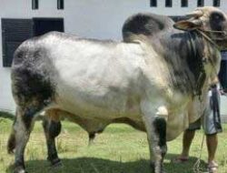 Sapi Kurban Presiden Joko Widodo Dibeli dari Warga Inhu, Segini Harganya
