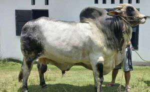Sapi kurban. (riau.go.id)