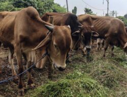 Idul Adha Makin Dekat, Ini Pasar Ternak yang Dicari Pembeli Sapi di Sumbar