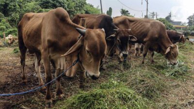 Idul Adha Makin Dekat, Ini Pasar Ternak yang Dicari Pembeli Sapi di Sumbar