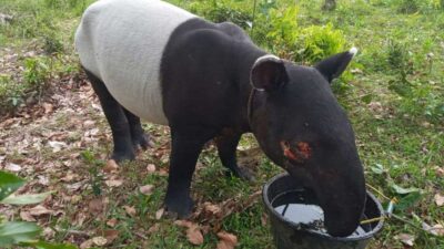 Satwa yang dilindungi, tapir. (riau.go.id)
