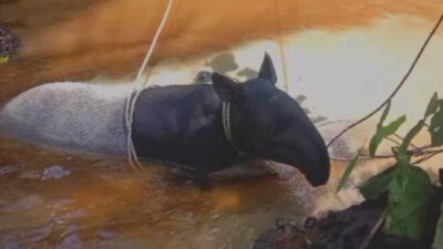 Tapir yang Ditemukan Warga Indragiri Hulu di Perbatasan Jambi Akhirnya Mati