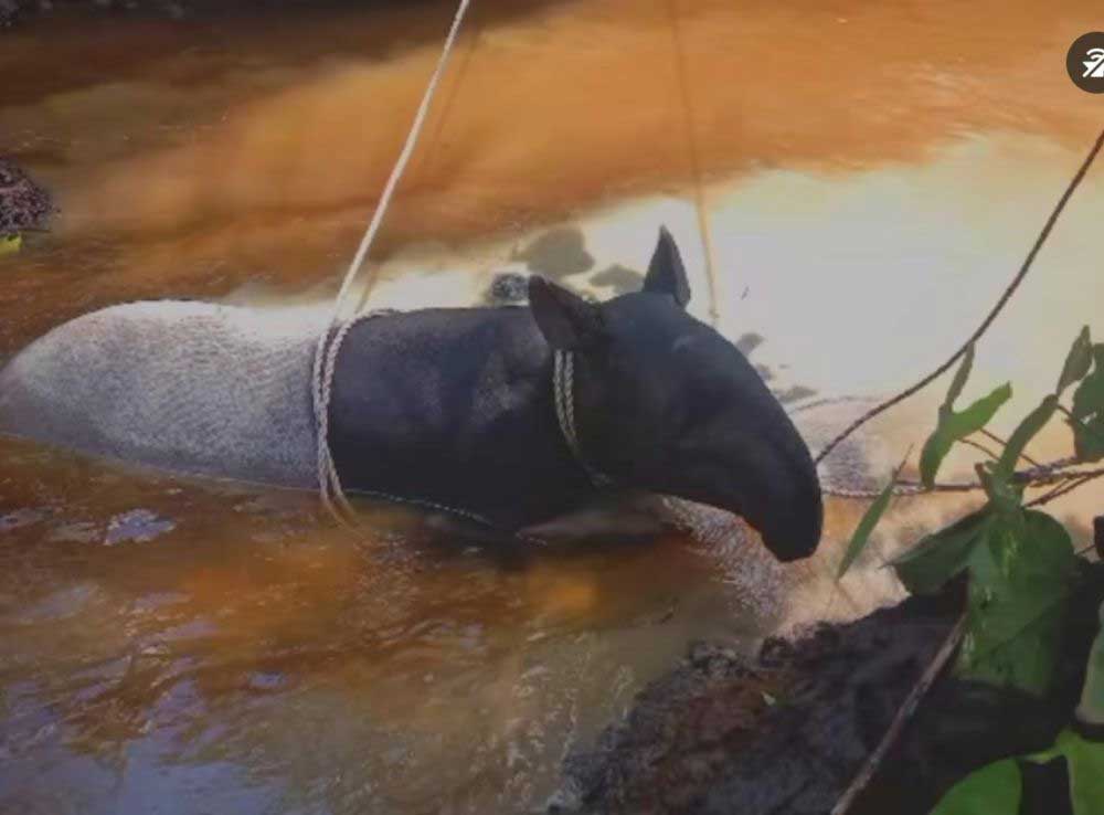Tapir yang terperosok ke lumpur. (riau.go.id)