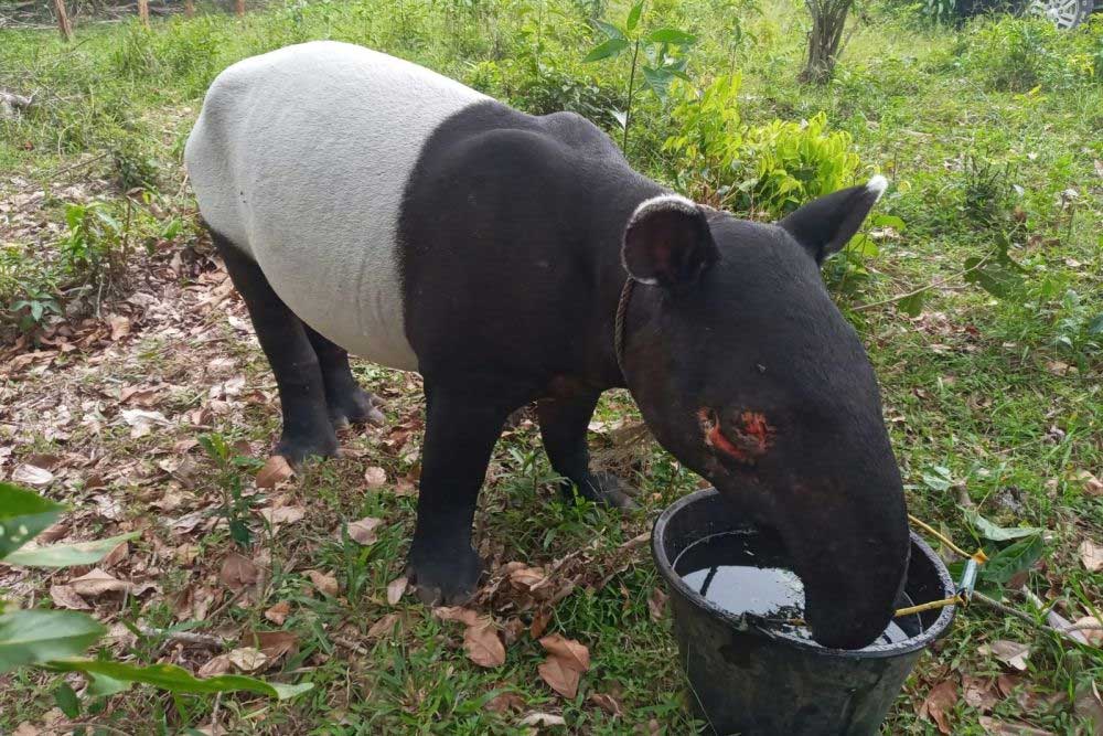Satwa yang dilindungi, tapir. (riau.go.id)