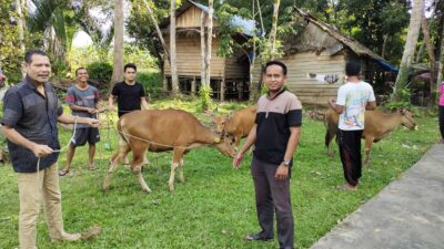 Penyerahan sapi kepada masyarakat.