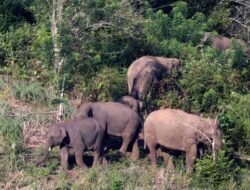 Belasan Gajah Rusak Tanaman dan Rumah, Warga Dua Kelurahan di Pekanbaru Panik