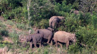 Gajah merupakan satwa yang dilindungi. (CNN Indonesia)